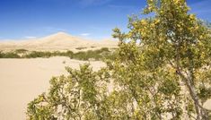 the desert is full of sand dunes and trees