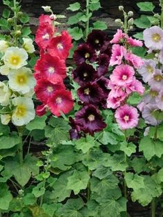 several different colored flowers growing in a garden next to a brick wall with green leaves