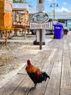 there is a rooster standing on the boardwalk