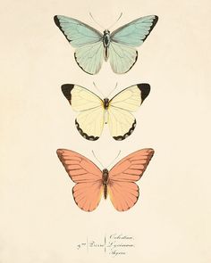 three different colored butterflies sitting on top of each other