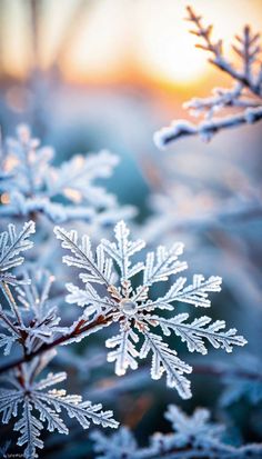 snow flakes are seen on the branches of a tree in this photo taken at sunset