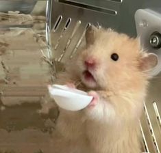 a hamster eating food out of a white bowl on top of a rack in front of a microwave