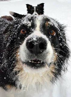 a black and white dog standing in the snow with it's face covered by snow