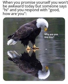 an eagle standing on top of a body of water next to the caption that says, when you praise yourself