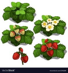 strawberries and strawberrys with green leaves on white background - flowers & plants nature