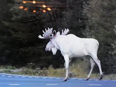 a large white moose walking across a road