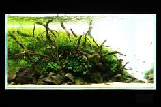 an aquarium filled with green plants and rocks