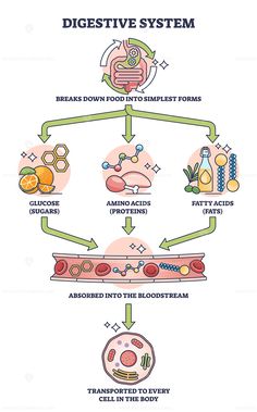 the diagram shows how different types of food are being made in an animal's body