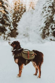 aesthetic Australian shepherd dog Is It Really Worth It, Shepherd Dog Breeds, Aussie Puppies, Hiking Dogs, Fur Mom, Australian Shepherd Dogs, Dog Backpack