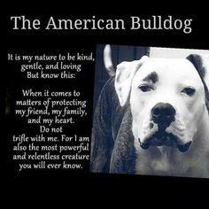 an american bulldog is shown in this black and white photo with the words, it is my nature to be kind, gentle, and loving but know this