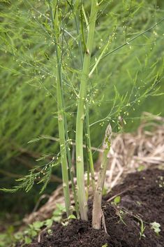 a close up of a plant with dirt on the ground and grass in the background