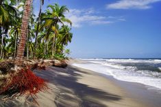 palm trees on the beach with waves coming in