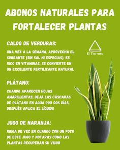 a plant with green leaves in a black pot on top of a green background and the words aboniss naturales para fortaler plantas