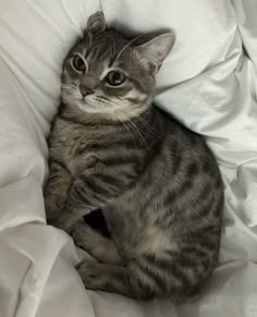 a cat sitting on top of a white blanket