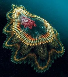 an underwater view of a colorful object in the water