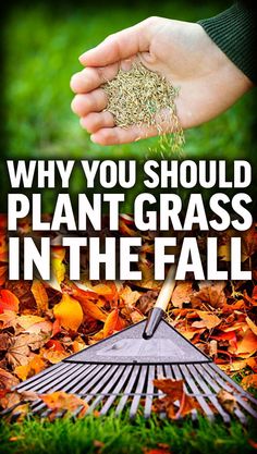 a person holding a rake in their hand with leaves on the ground behind it and text that reads, why you should plant grass in the fall