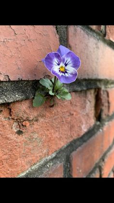 a purple flower growing out of the side of a brick wall