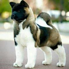 a small dog standing on top of a street