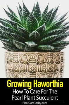 a potted plant with the title growing haworthia how to care for the pearl plant succulent