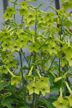 yellow flowers are blooming in the garden