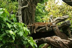 a leopard laying on top of a fallen tree in a forest filled with green trees