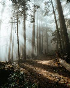 the sun shines through the foggy forest on a trail in the woods with tall trees