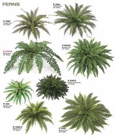 the different types of plants are shown in this image, and there is also an information sheet for each plant