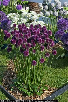 purple and white flowers in a garden setting