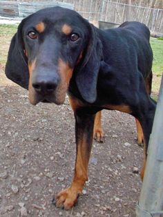 a black and brown dog standing on top of a dirt ground next to a fence