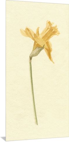 Metal Print entitled Vintage Daffodil II.  Multiple sizes available.  Primary colors within this image include White, Peach, Black.  Made in USA.  Satisfaction guaranteed.  Inks used are latex-based and designed to last.  Canvas is a 65 polyester, 35 cotton base, with two acrylic latex primer basecoats and a semi-gloss inkjet receptive topcoat.  Canvases have a UVB protection built in to protect against fading and moisture and are designed to last for over 100 years. Daffodils Aesthetic Vintage, Daffodil Flower Illustration, Daffodil Collage, Daffodil Botanical Illustration, Daffodil Vintage Illustration, Big Canvas Art, Daffodils, Primary Colors, Metal Prints