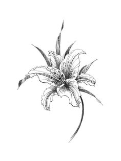 a black and white drawing of a flower