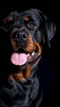 a black and brown dog with its tongue out looking at the camera on a black background