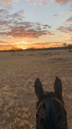 the back end of a horse's head as it walks through an open field