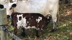 Ahhhh (or should I say moooooo)- it's always sweet to watch the baby-mother bond! I loved breast-feeding my baby 31 years ago. He was a very sensitive, fussy baby who was difficult to soothe. Even though I am an occupational therapist and worked for 2 years in an early intervention program (I went into labor on my last day of employment there) I had no idea that not all babies cried so frequently, wanted to nursed all the time and took hours of settling down to sleep and then woke up 3 hours lat Mother's Milk