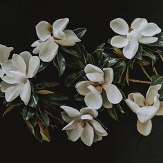 some white flowers and green leaves on a black background