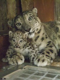 two baby snow leopards sitting next to each other