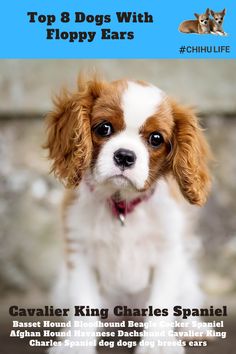 a small brown and white dog sitting on top of a floor next to a wall