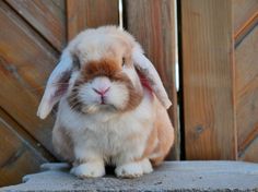 a brown and white rabbit sitting on top of a stone slab next to a wooden fence