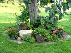 an apple tree with lots of fruit growing in the ground next to some rocks and flowers