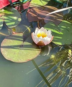 a white and yellow waterlily floating on top of green leaves in a pond