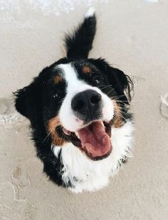 a close up of a dog on the beach