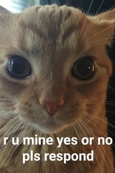 a close up of a cat's face with the caption saying, r u mine yes or no plis respond