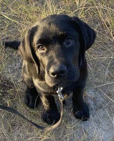 a black dog sitting in the grass with a leash around it's neck and looking at the camera