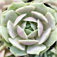 a close up view of the center of a succulent plant with white petals