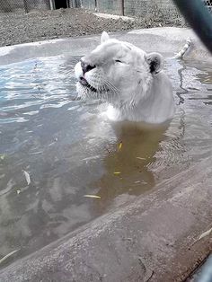 a white tiger is in the water at the zoo