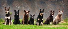 a group of dogs sitting next to each other on top of a grass covered field