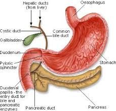 Life would be so significant that you read this information:	http://hortenciakeitt.nation2.com/ Frankincense Oil Uses, Tomato Nutrition, Calendula Benefits, Zinc Deficiency, Coconut Benefits, Matcha Benefits, Cardio, Health Tips