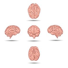 four different types of brain on a white background