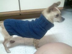 a small dog wearing a blue sweater standing next to a person's leg on the floor