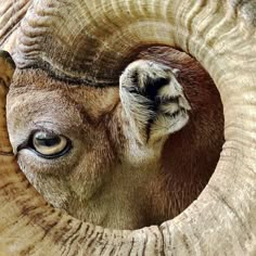 an animal with very large horns looking through the hole